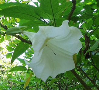 (image for) Angels Trumpet Seeds 'Fragrant White' (5 Seeds) - Click Image to Close